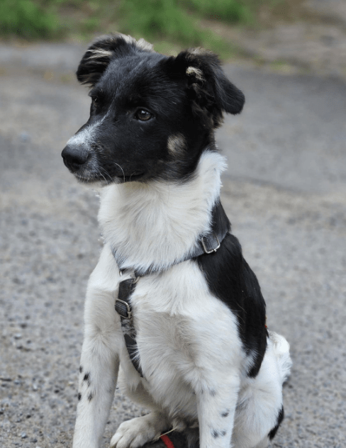 2024 08 11 22 29 59 Schönling ❤️percy❤️ In Schleswig Holstein Lübeck Mischlinge Und Mischlingswe