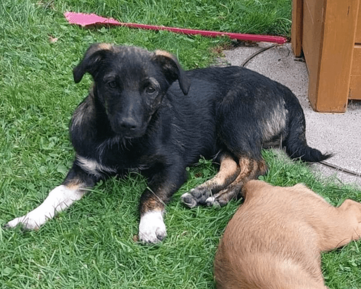 2024 08 11 22 33 00 Bezaubernder Zimbo ❤️ Sucht (s)ein Körbchen! In Bayern Unterthingau Mischlin