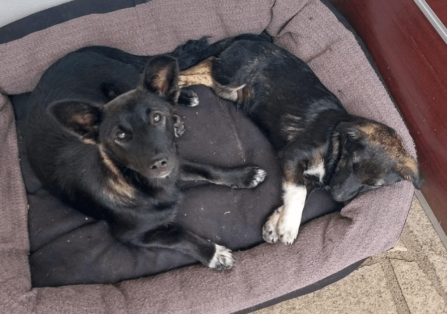 2024 08 11 22 33 07 Bezaubernder Zimbo ❤️ Sucht (s)ein Körbchen! In Bayern Unterthingau Mischlin