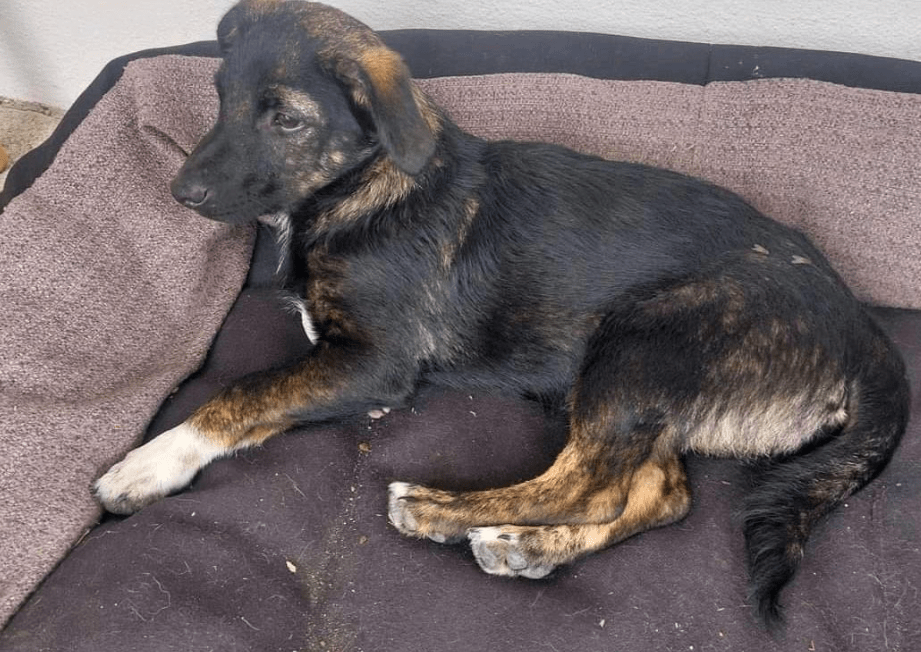 2024 08 11 22 33 13 Bezaubernder Zimbo ❤️ Sucht (s)ein Körbchen! In Bayern Unterthingau Mischlin