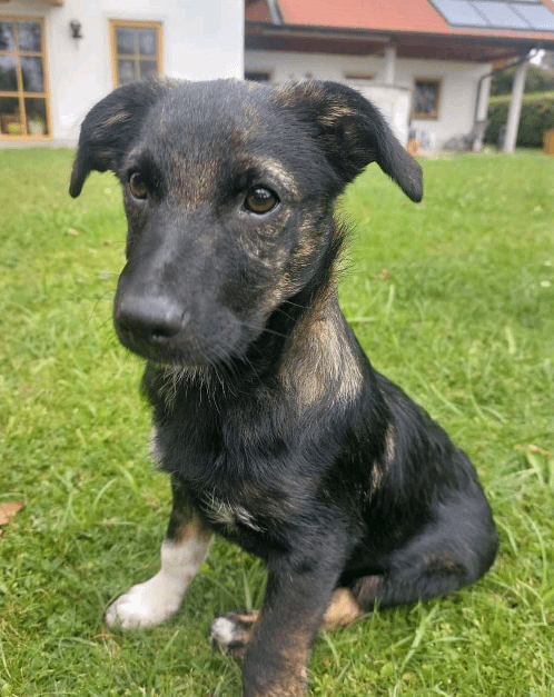 2024 08 11 22 33 17 Bezaubernder Zimbo ❤️ Sucht (s)ein Körbchen! In Bayern Unterthingau Mischlin