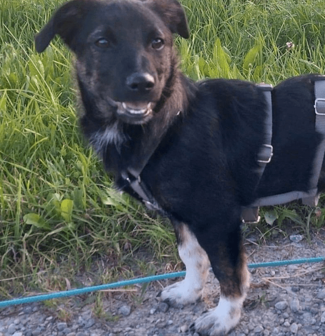 2024 08 11 22 33 26 Bezaubernder Zimbo ❤️ Sucht (s)ein Körbchen! In Bayern Unterthingau Mischlin