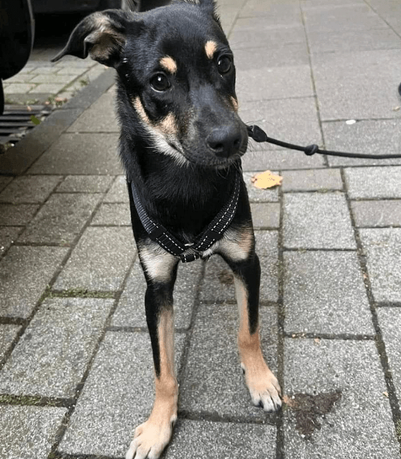 2024 08 21 14 36 42 Süßkeks Pepe Sucht Seine Menschen! In Innenstadt Köln Altstadt Mischlinge Un