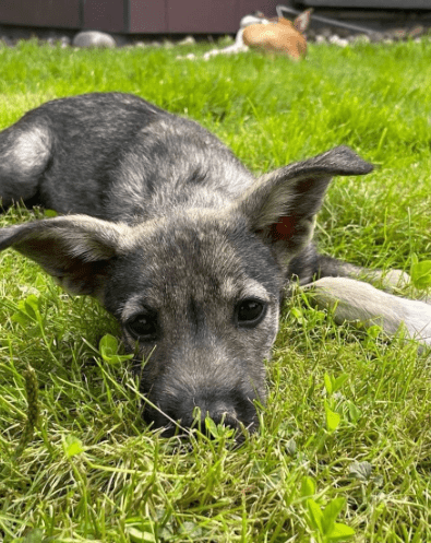 2024 08 11 22 31 25 Stehöhrchen Zoa ❤️ Möchte Die Welt Verzaubern In Nordrhein Westfalen Herten 