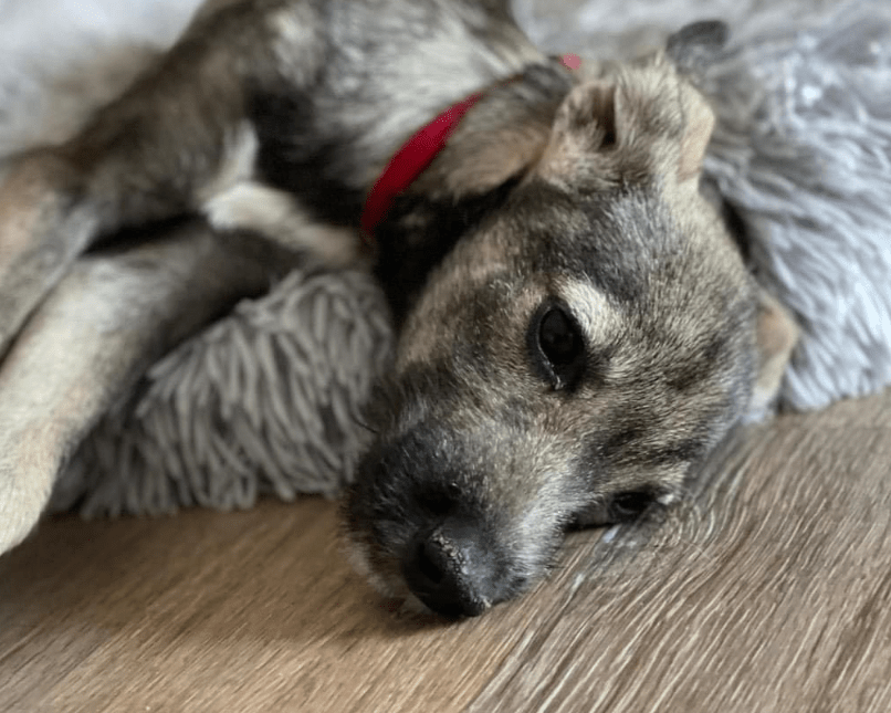 2024 08 11 22 31 43 Stehöhrchen Zoa ❤️ Möchte Die Welt Verzaubern In Nordrhein Westfalen Herten 