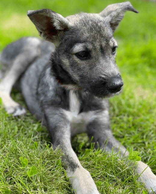 2024 08 11 22 31 48 Stehöhrchen Zoa ❤️ Möchte Die Welt Verzaubern In Nordrhein Westfalen Herten 