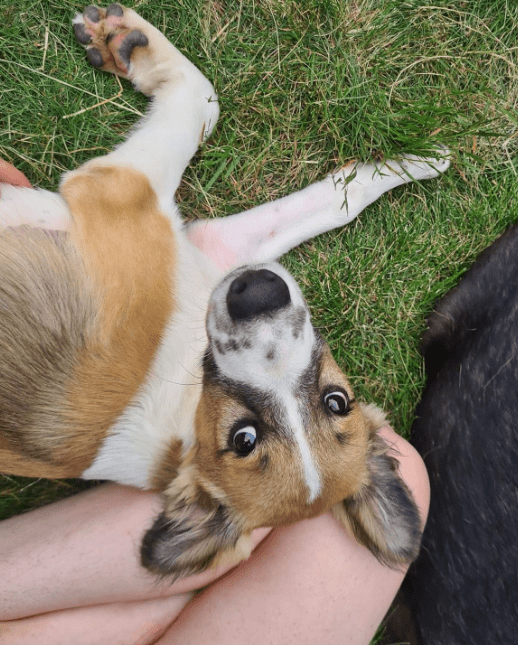 2024 08 11 22 46 24 Karlo ❤️ Liebevolle Frohnatur Mit Köpfchen In Niedersachsen Buchholz (aller) 