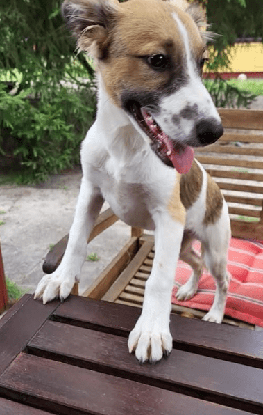 2024 08 11 22 46 31 Karlo ❤️ Liebevolle Frohnatur Mit Köpfchen In Niedersachsen Buchholz (aller) 