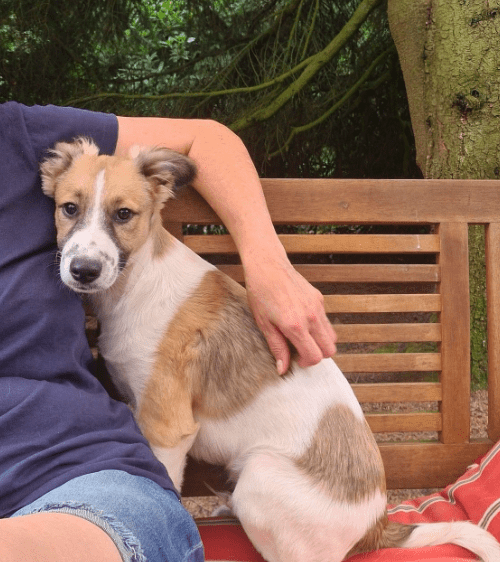 2024 08 11 22 46 46 Karlo ❤️ Liebevolle Frohnatur Mit Köpfchen In Niedersachsen Buchholz (aller) 