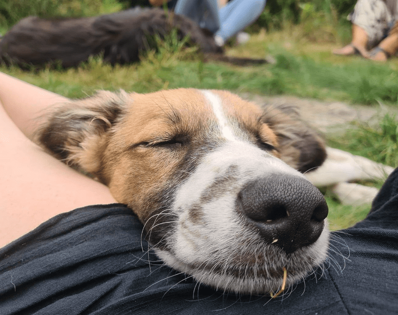 2024 08 11 22 46 57 Karlo ❤️ Liebevolle Frohnatur Mit Köpfchen In Niedersachsen Buchholz (aller) 