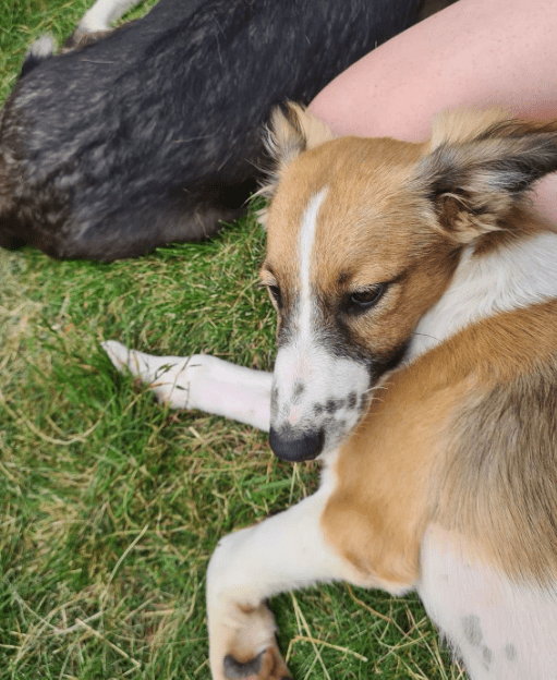 2024 08 11 22 47 03 Karlo ❤️ Liebevolle Frohnatur Mit Köpfchen In Niedersachsen Buchholz (aller) 