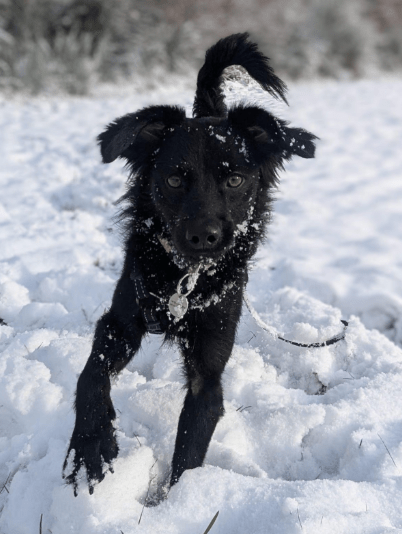 2025 02 08 22 33 16 ❤️ Jax❤️ Treuer Hund Mit Herz Und Charakter In Niedersachsen Laatzen Mischli