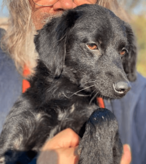 2025 02 08 22 33 21 ❤️ Jax❤️ Treuer Hund Mit Herz Und Charakter In Niedersachsen Laatzen Mischli
