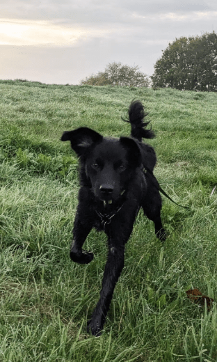 2025 02 08 22 33 33 ❤️ Jax❤️ Treuer Hund Mit Herz Und Charakter In Niedersachsen Laatzen Mischli