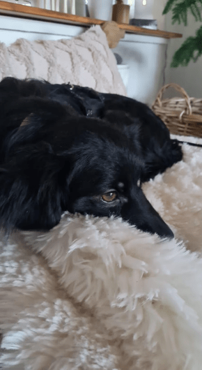 2025 02 08 22 33 41 ❤️ Jax❤️ Treuer Hund Mit Herz Und Charakter In Niedersachsen Laatzen Mischli
