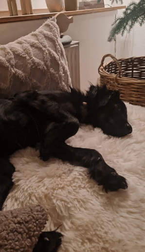 2025 02 08 22 33 44 ❤️ Jax❤️ Treuer Hund Mit Herz Und Charakter In Niedersachsen Laatzen Mischli