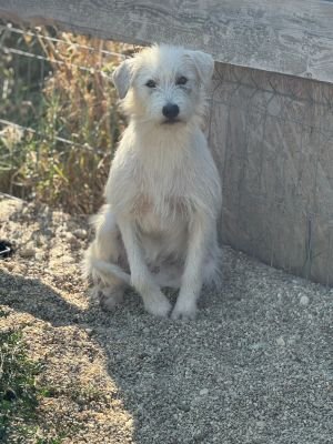 Kimba (BV)