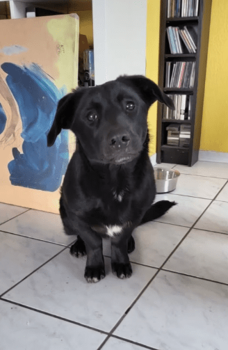 2025 02 08 22 38 01 Lyo ❤️ Ein Wahrer Herzenshund In Niedersachsen Buchholz (aller) Mischlinge U