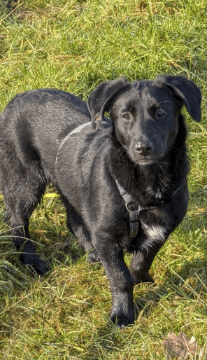 2025 02 08 22 38 04 Lyo ❤️ Ein Wahrer Herzenshund In Niedersachsen Buchholz (aller) Mischlinge U