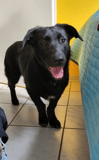 2025 02 08 22 38 18 Lyo ❤️ Ein Wahrer Herzenshund In Niedersachsen Buchholz (aller) Mischlinge U