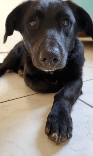 2025 02 08 22 38 23 Lyo ❤️ Ein Wahrer Herzenshund In Niedersachsen Buchholz (aller) Mischlinge U