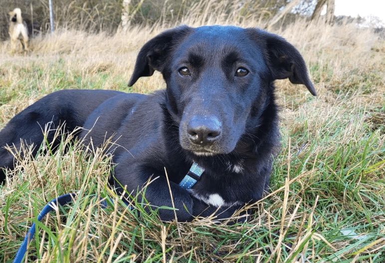 2025 02 08 22 38 27 Lyo ❤️ Ein Wahrer Herzenshund In Niedersachsen Buchholz (aller) Mischlinge U