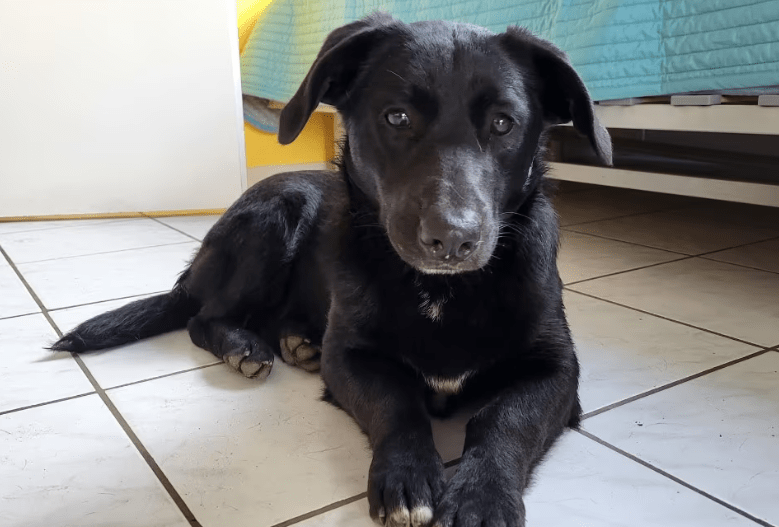 2025 02 08 22 38 33 Lyo ❤️ Ein Wahrer Herzenshund In Niedersachsen Buchholz (aller) Mischlinge U