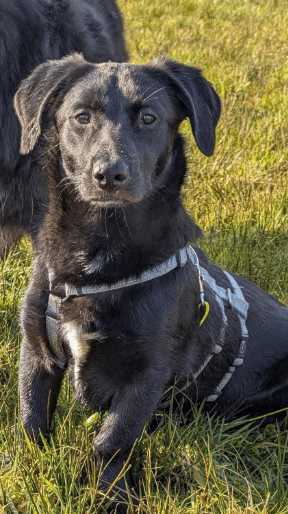 2025 02 08 22 38 38 Lyo ❤️ Ein Wahrer Herzenshund In Niedersachsen Buchholz (aller) Mischlinge U