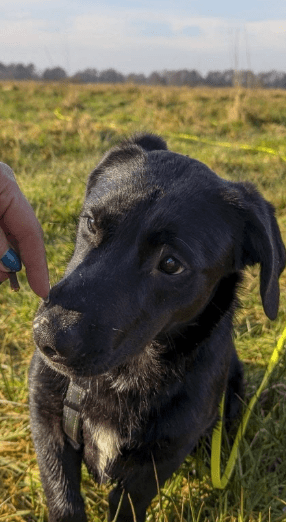 2025 02 08 22 38 42 Lyo ❤️ Ein Wahrer Herzenshund In Niedersachsen Buchholz (aller) Mischlinge U