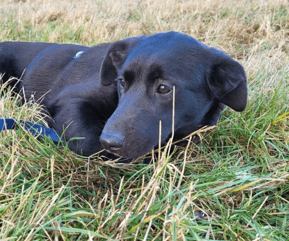 2025 02 08 22 38 48 Lyo ❤️ Ein Wahrer Herzenshund In Niedersachsen Buchholz (aller) Mischlinge U