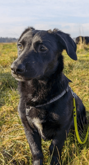2025 02 08 22 39 05 Lyo ❤️ Ein Wahrer Herzenshund In Niedersachsen Buchholz (aller) Mischlinge U