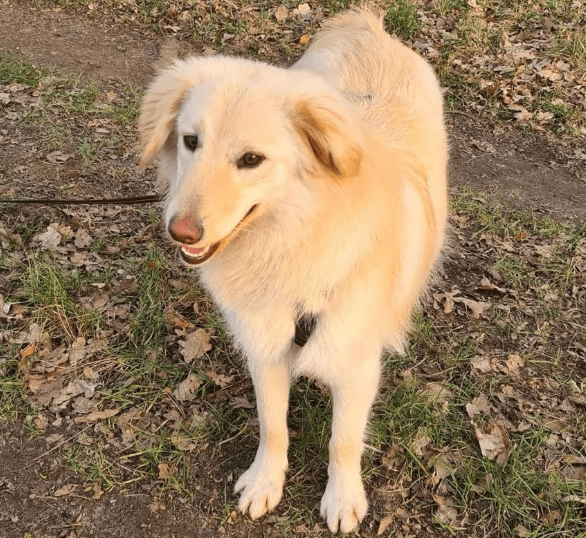 2025 02 11 21 26 42 Sanfter Ziko ❤️ Ein Tierisches Juwel Sucht Dich! In Niedersachsen Wedemark M