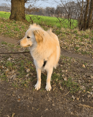 2025 02 11 21 26 48 Sanfter Ziko ❤️ Ein Tierisches Juwel Sucht Dich! In Niedersachsen Wedemark M