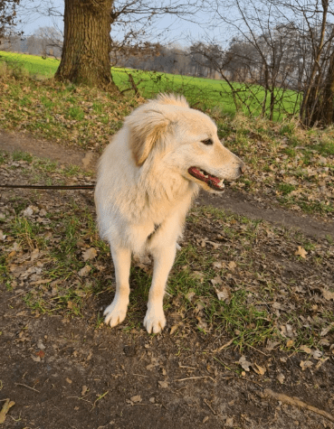2025 02 11 21 26 52 Sanfter Ziko ❤️ Ein Tierisches Juwel Sucht Dich! In Niedersachsen Wedemark M