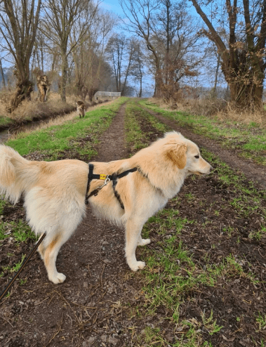 2025 02 11 21 26 58 Sanfter Ziko ❤️ Ein Tierisches Juwel Sucht Dich! In Niedersachsen Wedemark M