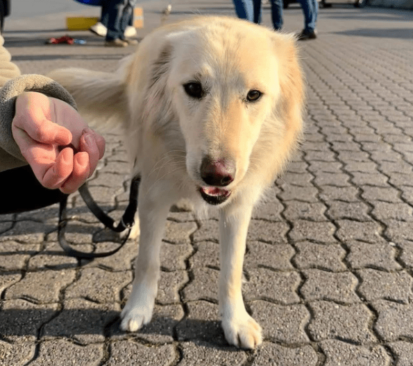 2025 02 11 21 27 01 Sanfter Ziko ❤️ Ein Tierisches Juwel Sucht Dich! In Niedersachsen Wedemark M