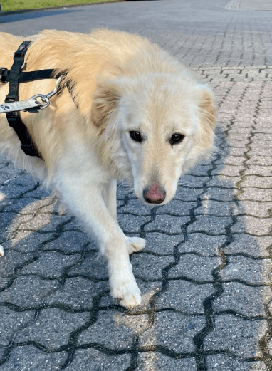 2025 02 11 21 27 07 Sanfter Ziko ❤️ Ein Tierisches Juwel Sucht Dich! In Niedersachsen Wedemark M