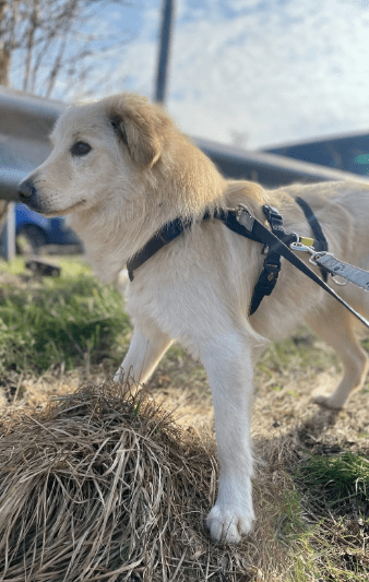 2025 02 11 21 27 17 Sanfter Ziko ❤️ Ein Tierisches Juwel Sucht Dich! In Niedersachsen Wedemark M