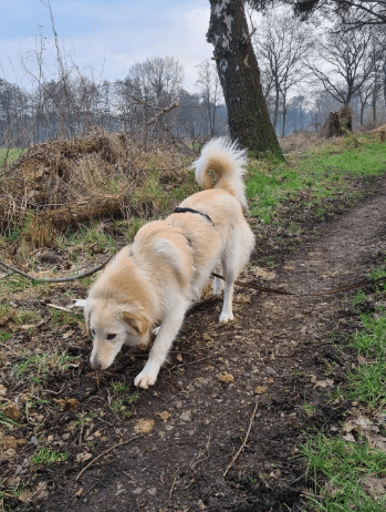 2025 02 11 21 27 31 Sanfter Ziko ❤️ Ein Tierisches Juwel Sucht Dich! In Niedersachsen Wedemark M