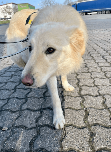 2025 02 11 21 27 37 Sanfter Ziko ❤️ Ein Tierisches Juwel Sucht Dich! In Niedersachsen Wedemark M