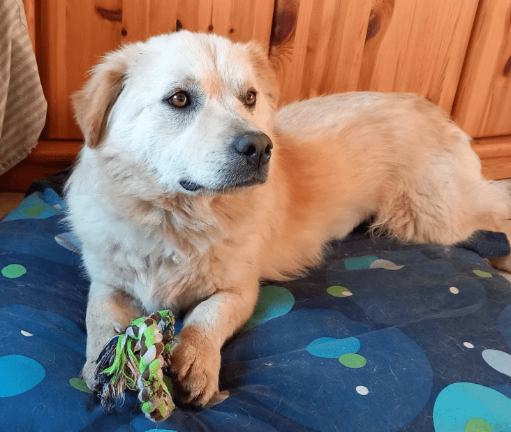 2025 01 17 22 58 49 Amico ❤️ Liebebedürftiger Kuschelbär In Niedersachsen Martfeld Mischlinge Un