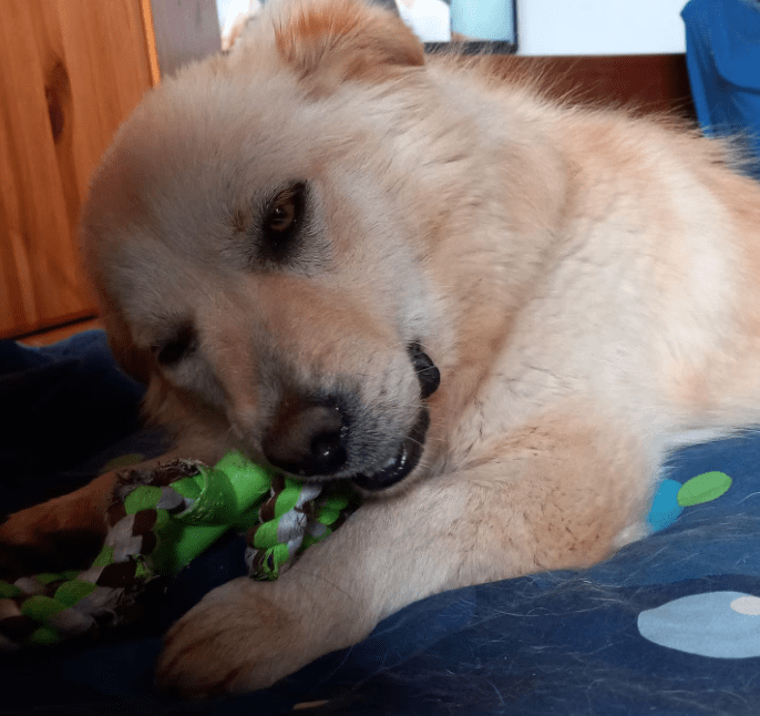 2025 01 17 22 58 52 Amico ❤️ Liebebedürftiger Kuschelbär In Niedersachsen Martfeld Mischlinge Un