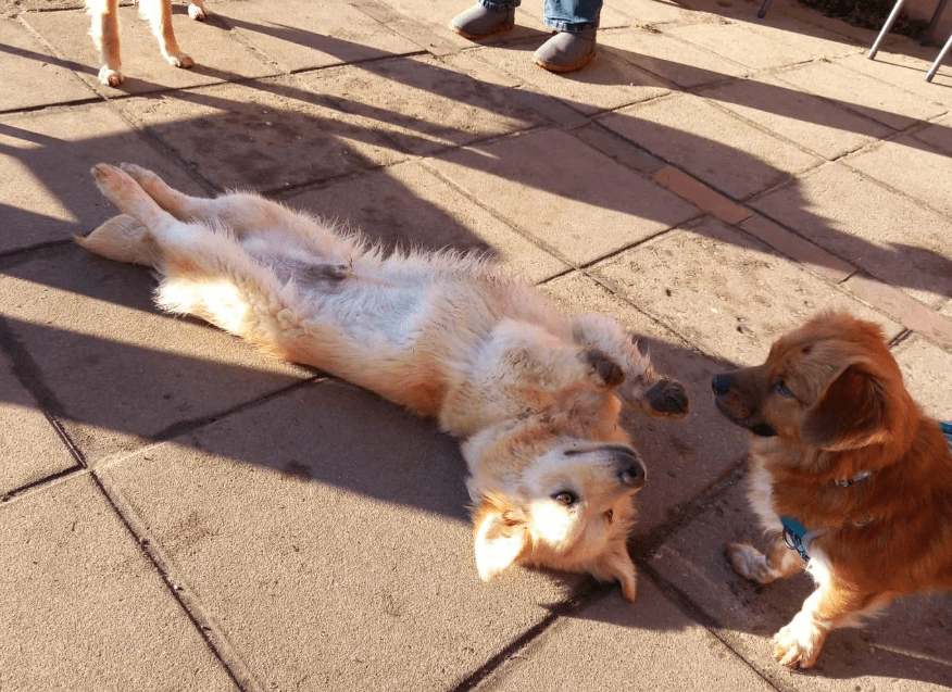 2025 01 17 22 59 04 Amico ❤️ Liebebedürftiger Kuschelbär In Niedersachsen Martfeld Mischlinge Un