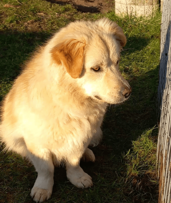 2025 01 17 22 59 16 Amico ❤️ Liebebedürftiger Kuschelbär In Niedersachsen Martfeld Mischlinge Un