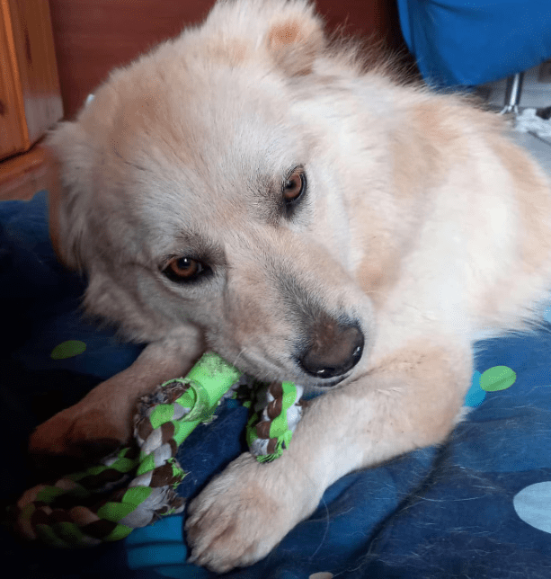 2025 01 17 22 59 27 Amico ❤️ Liebebedürftiger Kuschelbär In Niedersachsen Martfeld Mischlinge Un