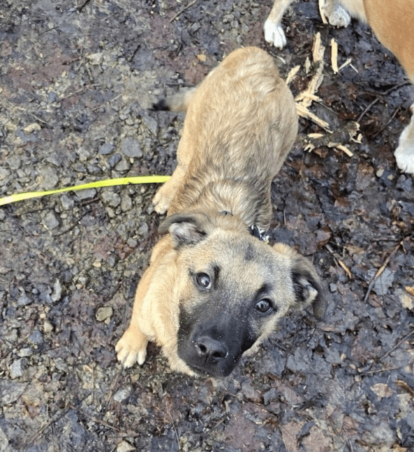 2025 01 26 15 08 09 Finn ❤️ Einfach Nur Zum Knutschen In Nordrhein Westfalen Bad Salzuflen Misch