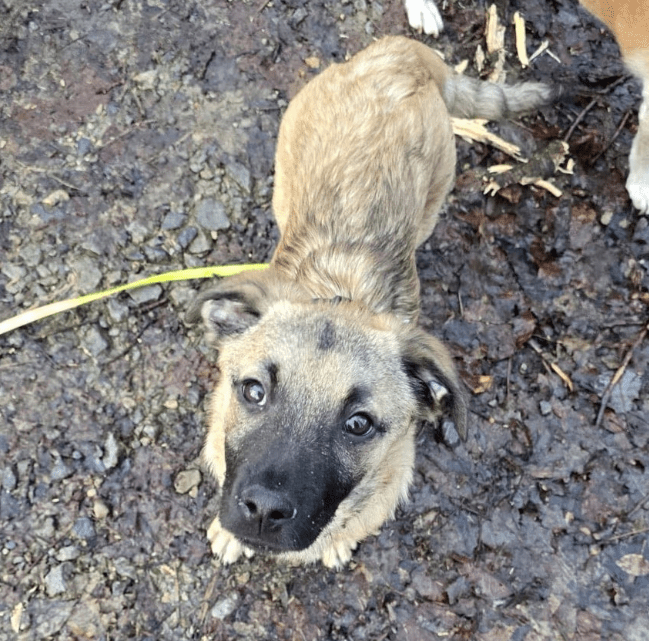 2025 01 26 15 08 17 Finn ❤️ Einfach Nur Zum Knutschen In Nordrhein Westfalen Bad Salzuflen Misch