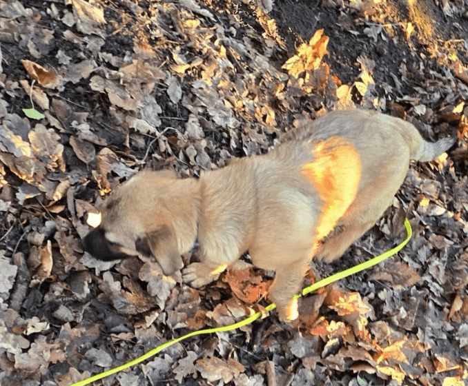 2025 01 26 15 08 28 Finn ❤️ Einfach Nur Zum Knutschen In Nordrhein Westfalen Bad Salzuflen Misch