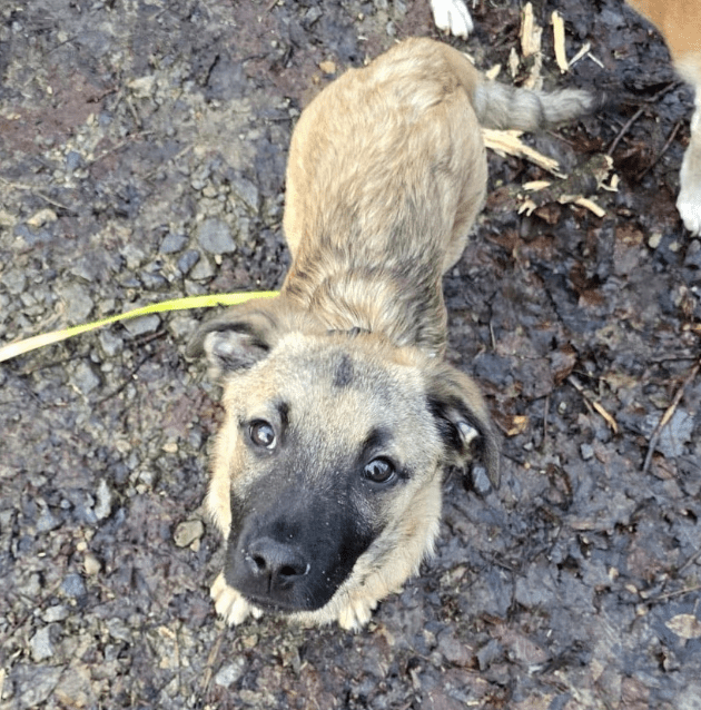 2025 01 26 15 08 34 Finn ❤️ Einfach Nur Zum Knutschen In Nordrhein Westfalen Bad Salzuflen Misch