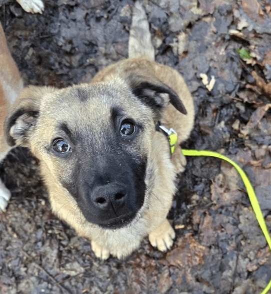 2025 01 26 15 08 40 Finn ❤️ Einfach Nur Zum Knutschen In Nordrhein Westfalen Bad Salzuflen Misch